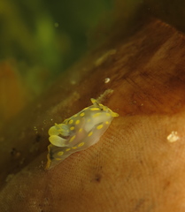 Polycera quadrilineata