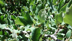 Quercus mohriana