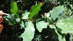 Quercus mohriana