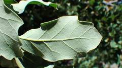 Quercus mohriana