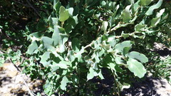 Quercus mohriana