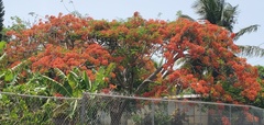 Delonix regia