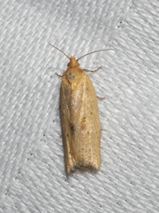 Clepsis therina