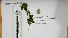 Lonicera hispidula