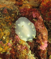 Cadlina laevis