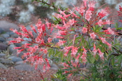 Fouquieriaceae