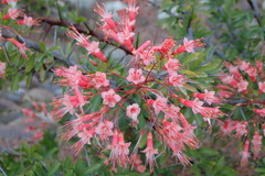 Fouquieriaceae