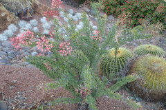 Fouquieriaceae