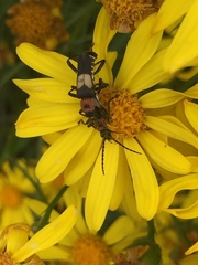 Chauliognathus haversi