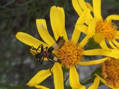 Chauliognathus haversi
