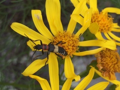 Chauliognathus haversi