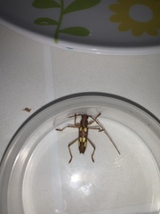 Eburodacrys sexmaculata