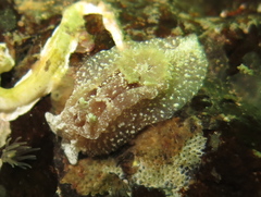Goniodoris castanea