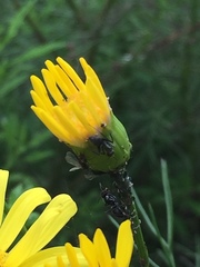 Camponotus punctulatus