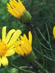 Camponotus punctulatus