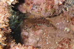 Gobioclinus dendriticus