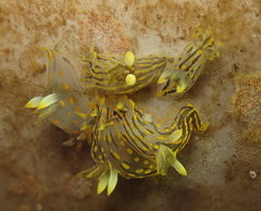 Polycera quadrilineata