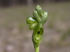 Pterostylis bicolor