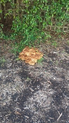 Armillaria luteobubalina