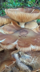Armillaria luteobubalina