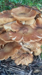 Armillaria luteobubalina