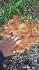 Armillaria luteobubalina