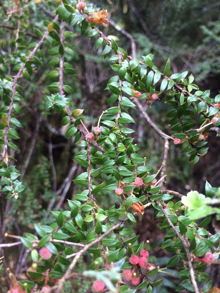 Archeria hirtella