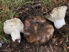 Russula densifolia