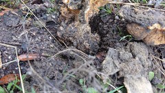 Scleroderma meridionale