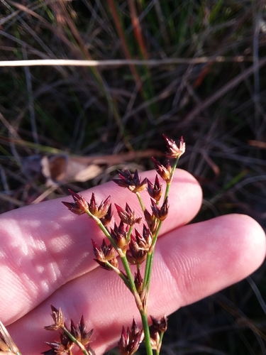 Image of Juncus trigonocarpus by (c) Will McFarland, some rights reserved (CC BY)