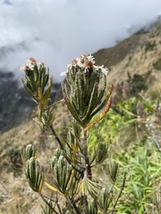 Linochilus rupestris