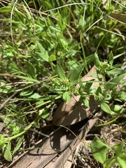 Opercularia ovata