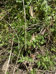 Opercularia ovata
