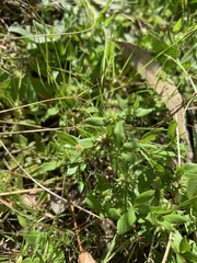 Opercularia ovata