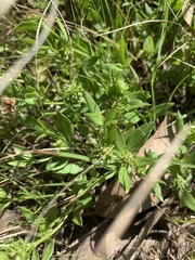 Opercularia ovata
