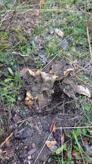 Scleroderma meridionale