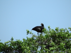 Anhima cornuta