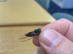 Popplepsalta notialis