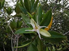 Pelliciera rhizophorae