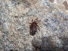 Amaurobioidea