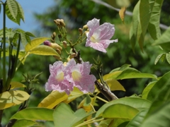 Tabebuia rosea