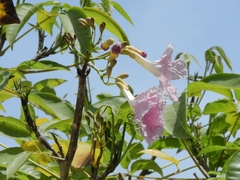 Tabebuia rosea