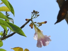 Tabebuia rosea