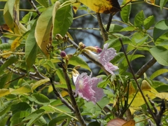 Tabebuia rosea
