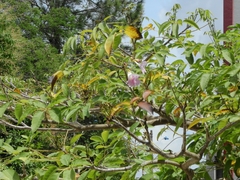 Tabebuia rosea