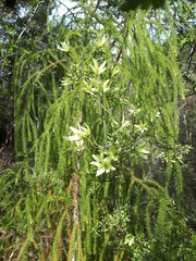 Clematis forsteri