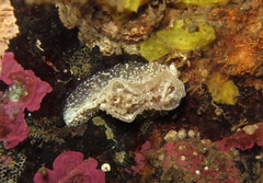 Goniodoris castanea