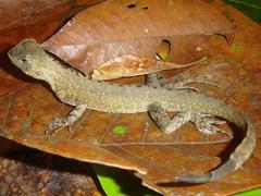 Uranoscodon superciliosus