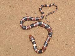 Hydrodynastes bicinctus