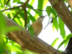 Troglodytes aedon